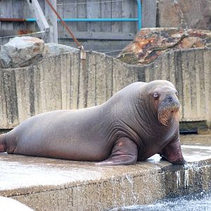 Pacific Walrus at Harderwijk, 01/06/12