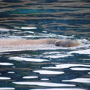 Pacific Walrus at Harderwijk, 01/06/12