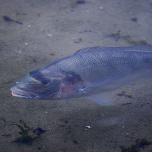 Gilthead Bream at Harderwijk, 01/06/12