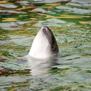 Harbour Porpoise at Harderwijk, 01/06/12
