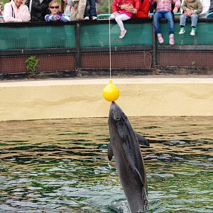 Harbour Porpoise Punches a Ball at Harderwijk, 01/06/12