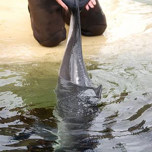 Harbour Porpoise Displays Flukes at Harderwijk, 01/06/12