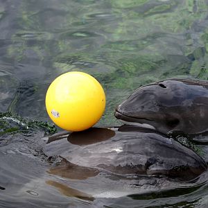 Harbour Porpoise Adult and Calf at Harderwijk, 01/06/12