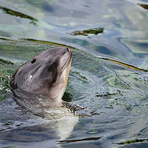 Harbour Porpoise Calf at Harderwijk, 01/06/12
