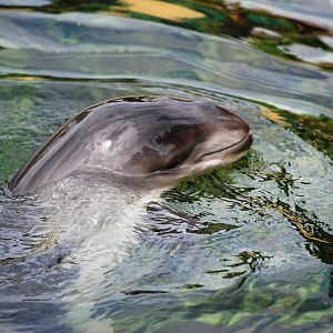 Harbour Porpoise Calf at Harderwijk, 01/06/12