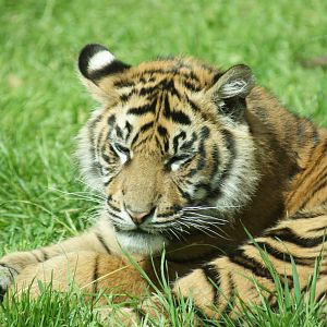 Chester Zoo - Sat June 4 - What is the name of this tiger cub ? - look at t