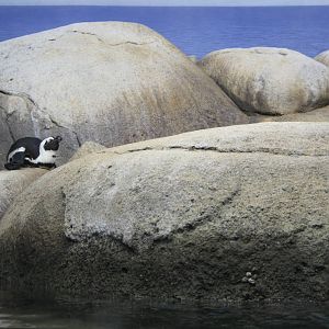 Penguins of the African Coast