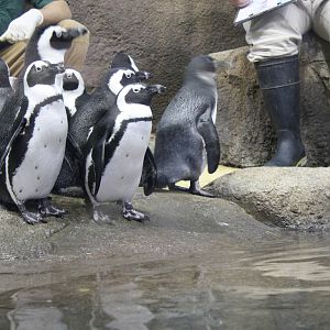 African Penguins