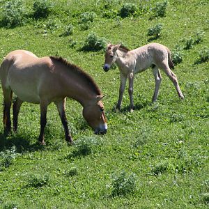 Asian Wild Horses