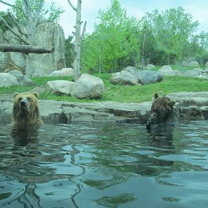 Brown Bears