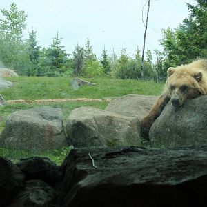 Brown Bear
