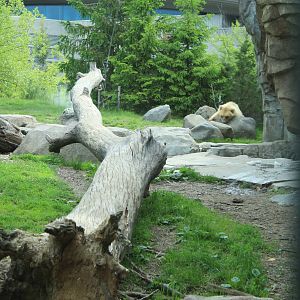 Russia's Grizzly Coast