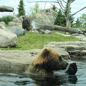 Russia's Grizzly Coast