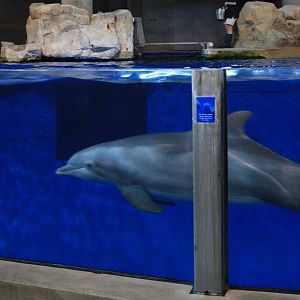 Bottlenose Dolphin
