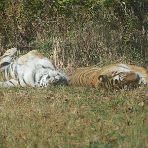 Amur Tigers
