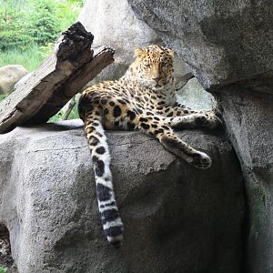 Amur Leopard