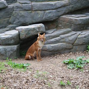Dhole