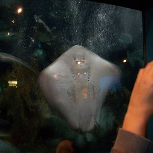 Southern Stingray
