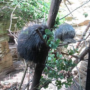 North American Porcupines