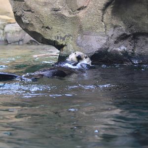 Sea Otter