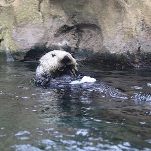 Sea Otter