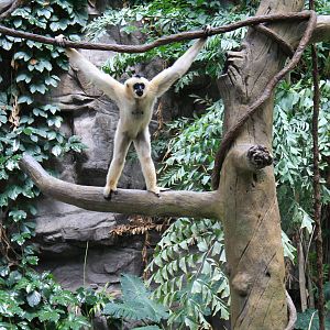 Gibbon