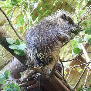 North American Porcupines