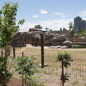 Toyota Elephant Passage