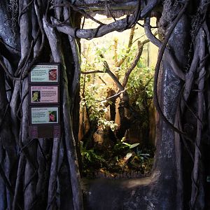 Toyota Elephant Passage