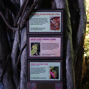 Toyota Elephant Passage