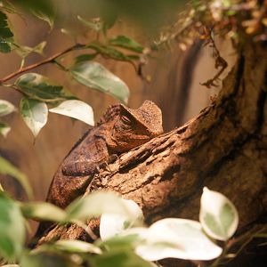 Toyota Elephant Passage