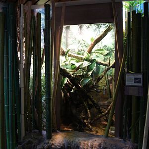 Toyota Elephant Passage