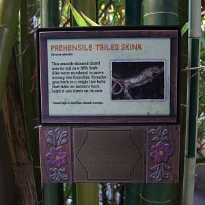 Toyota Elephant Passage