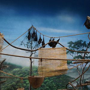 Toyota Elephant Passage