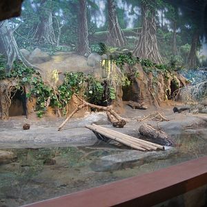 Toyota Elephant Passage