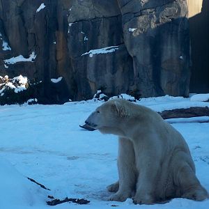 Polar Bear in winter.