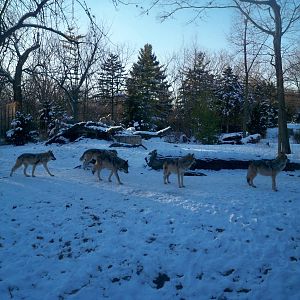 Mexican Gray Wolves in Winter