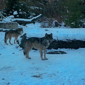 Mexican Gray Wolves