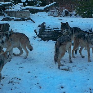 Mexican Gray Wolves