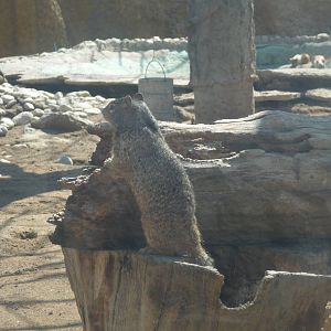 mexican ground squirrel zoologico del altiplano tlaxcala