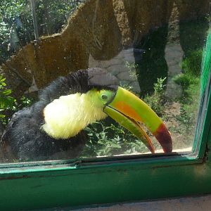keel billed toucan zoologico del altiplano tlaxcala