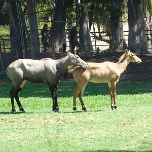 nilgai zoologico del altiplano tlaxcala