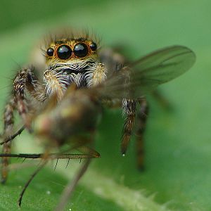 Carrhotus xanthogramma - women