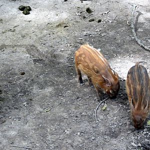 New Red River Hog Piglets