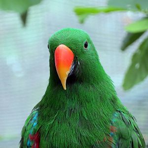Male Eclectus Parrot