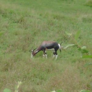 Bontebok