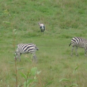 Grants Zebra and Marabou Stork