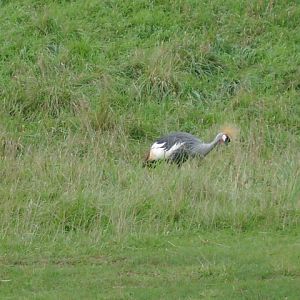 African Crowned Crane