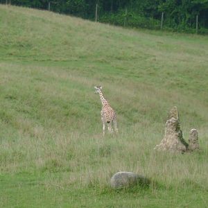Reticulated Giraffe Cafe