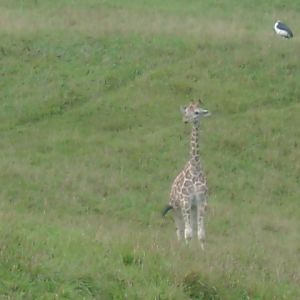 Reticulated Giraffe Cafe